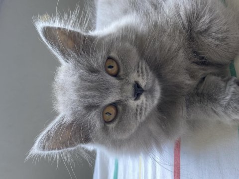 British blue point british bebekler