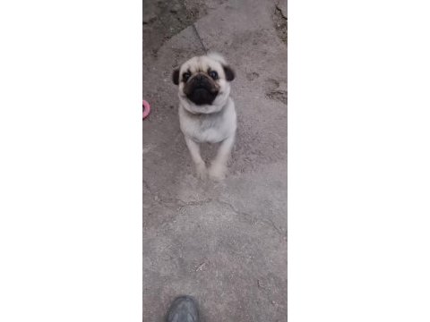 Pug kızıma eş arıyorum