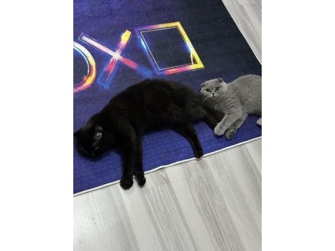 Gri scottish fold prenses