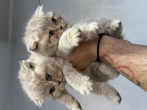 Scottish fold lilac yavrular