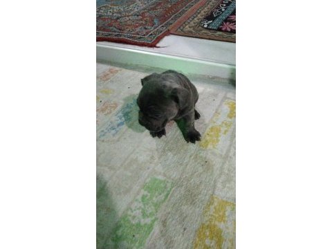 Sağlıklı yavrular hepsi birbirinden sevimli french bulldog