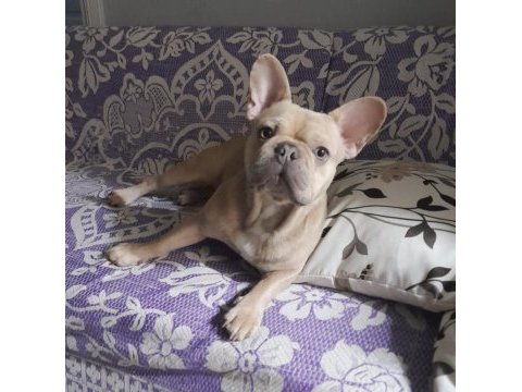 French bulldog eş arıyoruz