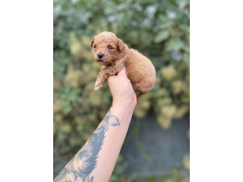 Minik poodle yavrular