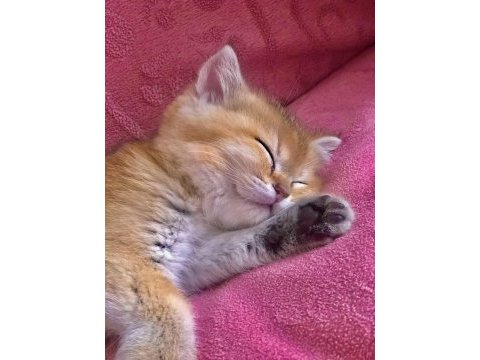 Mükemmel kalitede british shorthair golden