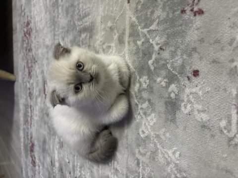 Safkan british shorthair