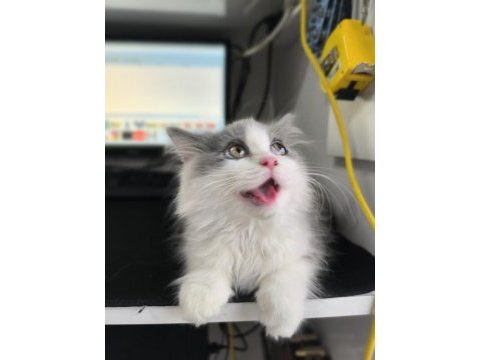 Bicolor british longhair