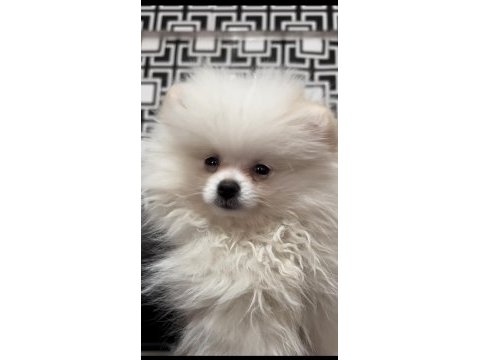 2 aylık dişi pomeranian boo