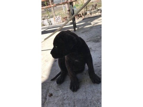 Orijinal dişi cane corso