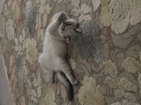 British shorthair yavrular