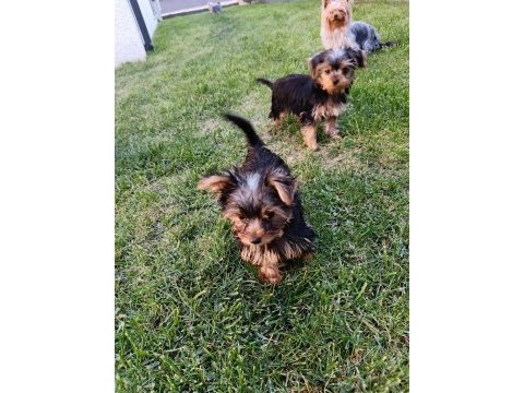 Dişi yorkshire terrier yavruları