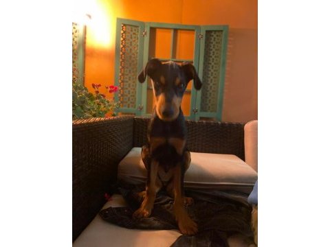 Aşıları yapılmış doberman