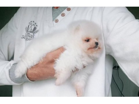 Orijinal pomeranian boo köpeği