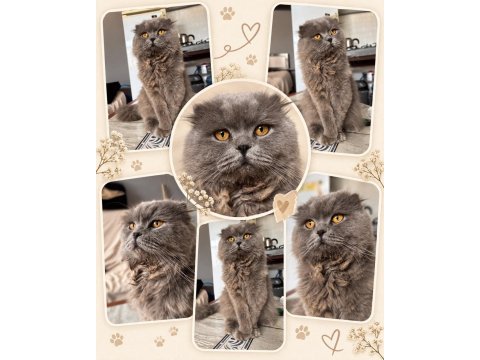 Scottish fold erkek ömürlük yuvasını arıyor