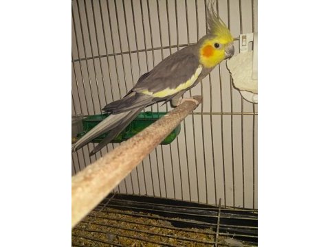 Hazır pied sultan çalışan takımı erkek olan konuşuyor