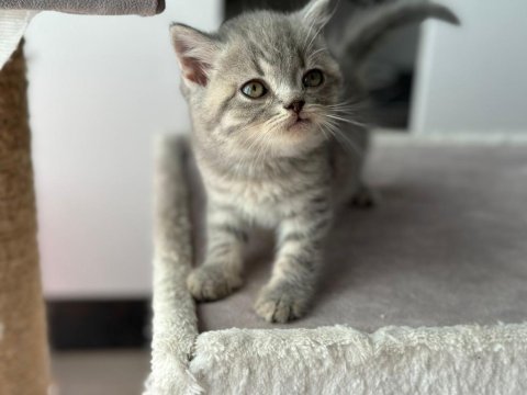 Bayram şekeri minik british shorthair yavrularım
