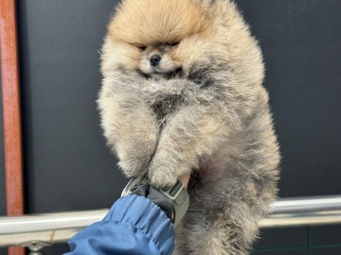 Petmode köpek çiftliğinde ziyarete açık pomeranian