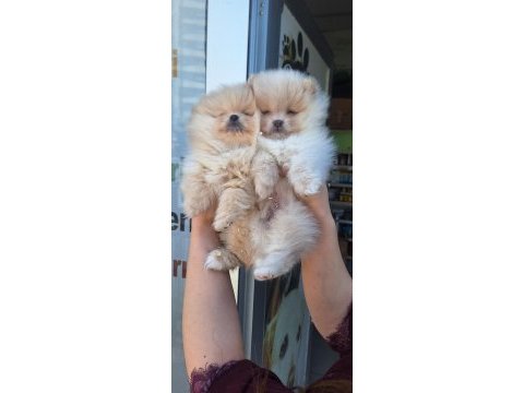 Pomeranian boo yavrular