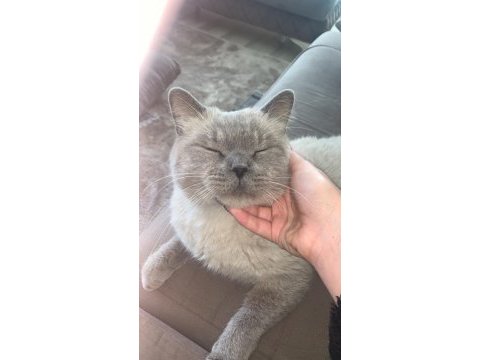 Bu yakışıklı british shorthair oğlumuzu sahiplendiriyoruz