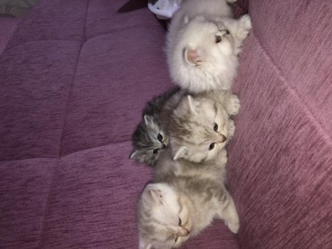 Scottish fold ve british
