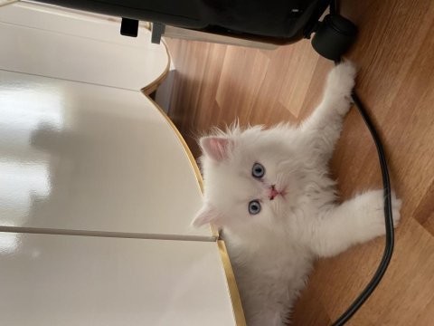 İran persian cinsi kedilerimi sahiplendiriyorum