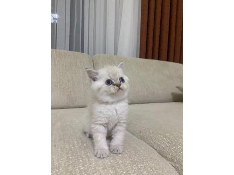 Koca kafa kedilerimiz aa kalıte safkandır