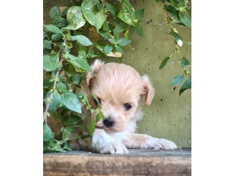 Maltipoo bebekler