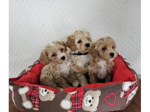 A class maltipoo yavrularımız