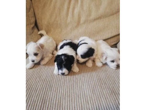 Terrier maltese