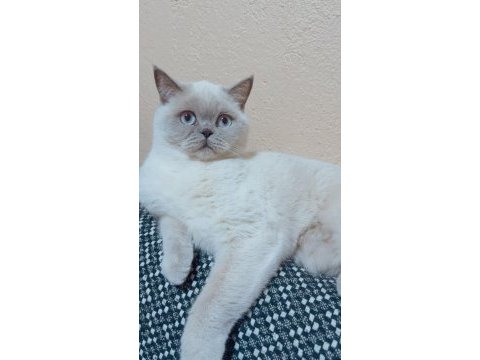 2 yaşında dişi kısırlaştırılmış british shorthair