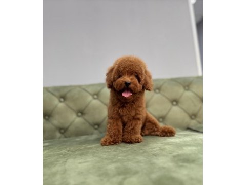 Kore toy garantili red brown toy poodle bebeklerimiz