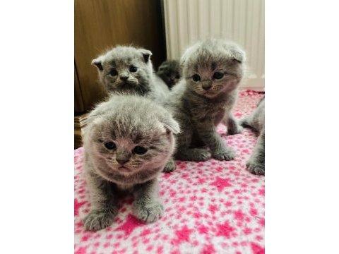 Safkan orijinal british kedilerim