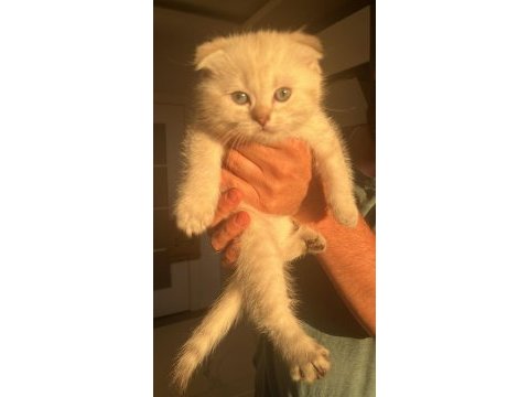 Scottish fold paşam ve prenses hazır
