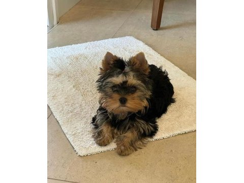 Tuvalet eğitimi tam minik yorkshire terrier