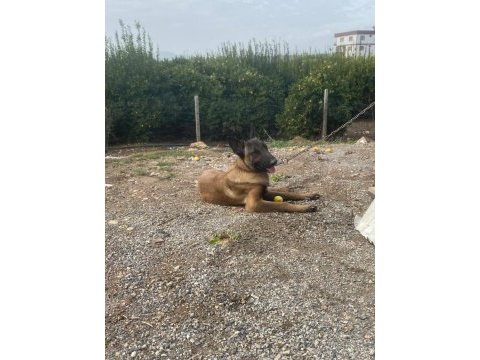 Üst düzey orijinal belçika malinois erkek