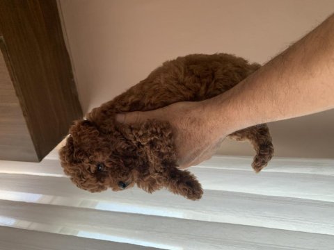 Toy poodle 75 günlük