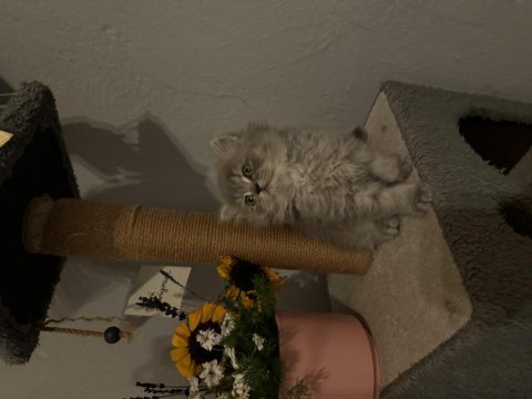 Erkek british longhair