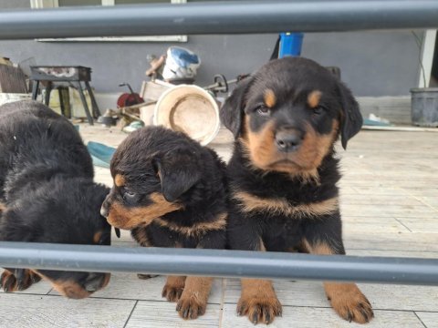 Can dostu rottweiler köpekler