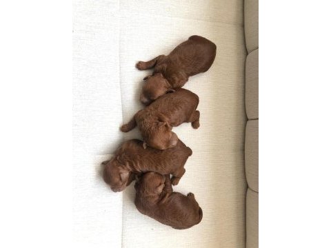 Anne altında toy boy red brown poodle sağlık ve ırk garanti