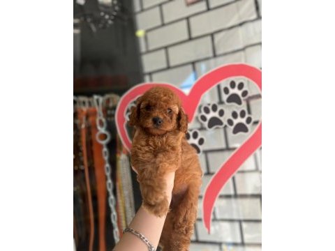 Toy poodle bebekler