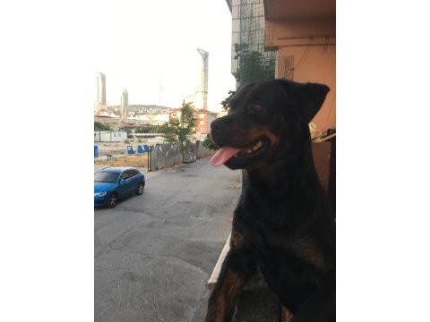 Dişi şampiyon yavrusu rottweiler