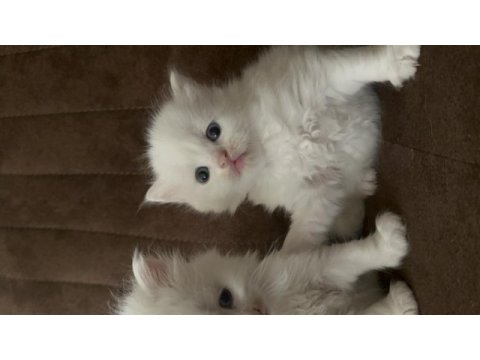 2 buçuk aylık british longhair yavrular