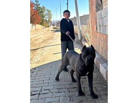 1 yaşında cane corso