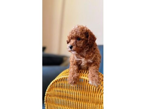 Toy poodle red brown yavrular