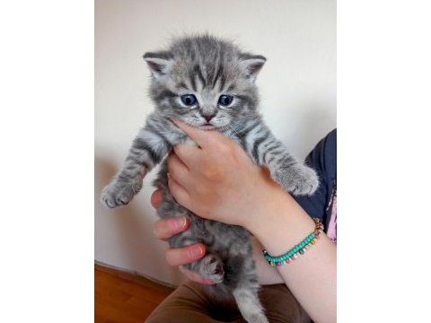 45 günlük british shorthair yavrular