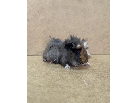 Ginepig yavrularımız gün içi gönderim sağlanmakta