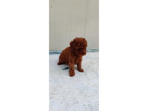 Bebek yüzlü poodle