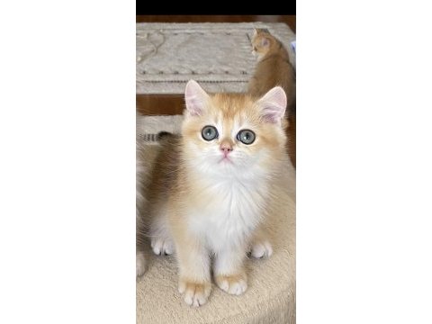 Şecereli british shorthair black golden ny12 erkek yavru