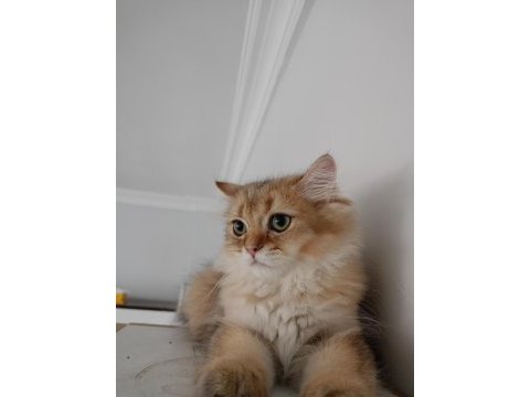 British longhair çok uyguna verilecek