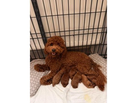 Toy poodle yavrularımıza yeni yuva arıyoruz