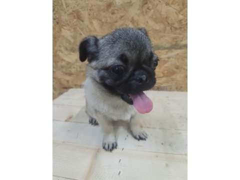 Pug yorulmak bilmez oyuncu